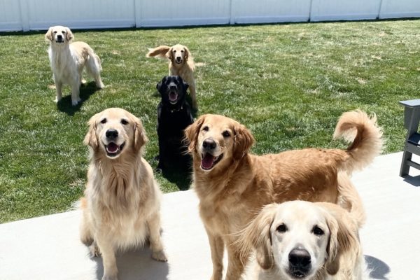 Rehab Yard / Yappy Yard